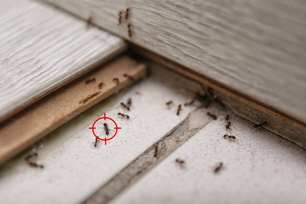 Best Affordable Pest Control Services  in Pinckney, MI